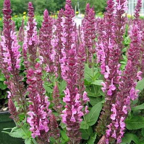 Salvia n. Sensation ‘Pink’