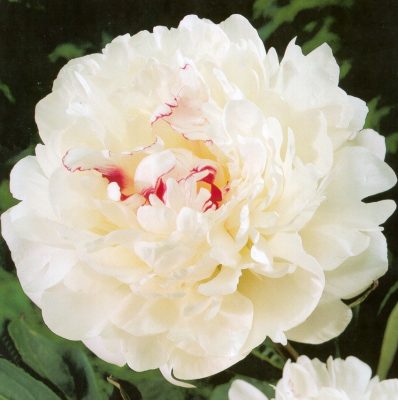 Paeonia ‘Festiva Maxima’